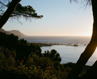 Atlantic sunset over the Cape coastline, framed by silhouetted pines and fynbos