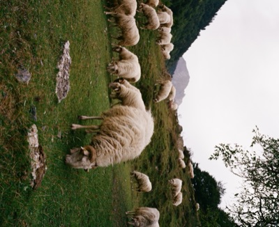 Flock of sheep grazing on a misty Pyrenean hillside under heavy summer cloud