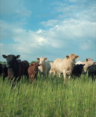 Mixed herd of cattle staring straight at the camera through tall summer grass