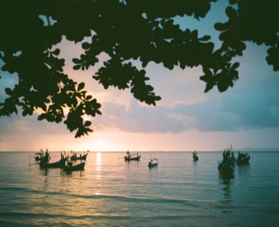 Long-tail fishing boats anchored at sunset, framed by a sprawling tropical canopy